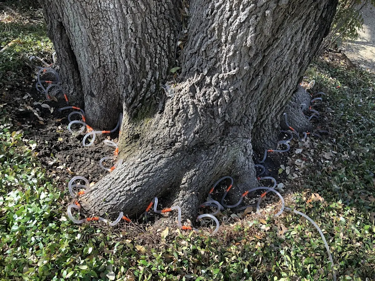 Detailed Tree Cabling and Bracing job site in Gifford