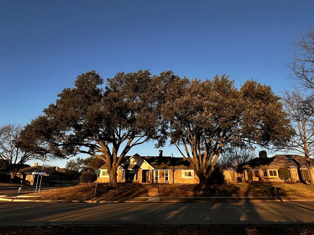 Established residential canopy tree shading a home in Gifford